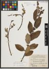 Foto von Salix appendiculata Vill.